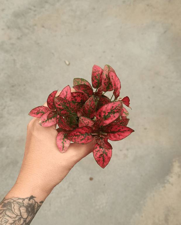 Hypoeste Phyllostachya rouge D. 6cm H. 12cm - Plante d'intérieur - IndoorPoppies