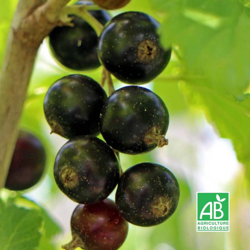 Cassis 'Noir de Bourgogne' BIO (Ribes nigrum 'Noir de Bourgogne') - Godet 9cm - Taille 20/40cm - Pépinières Naudet - Image 2