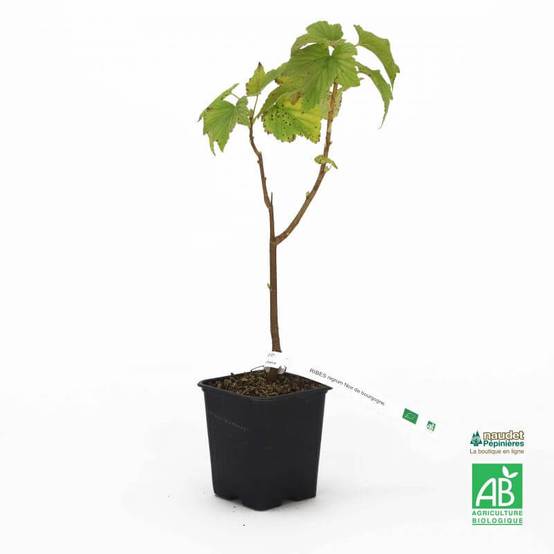 Cassis 'Noir de Bourgogne' BIO (Ribes nigrum 'Noir de Bourgogne') - Godet 9cm - Taille 20/40cm - Pépinières Naudet - Image 3