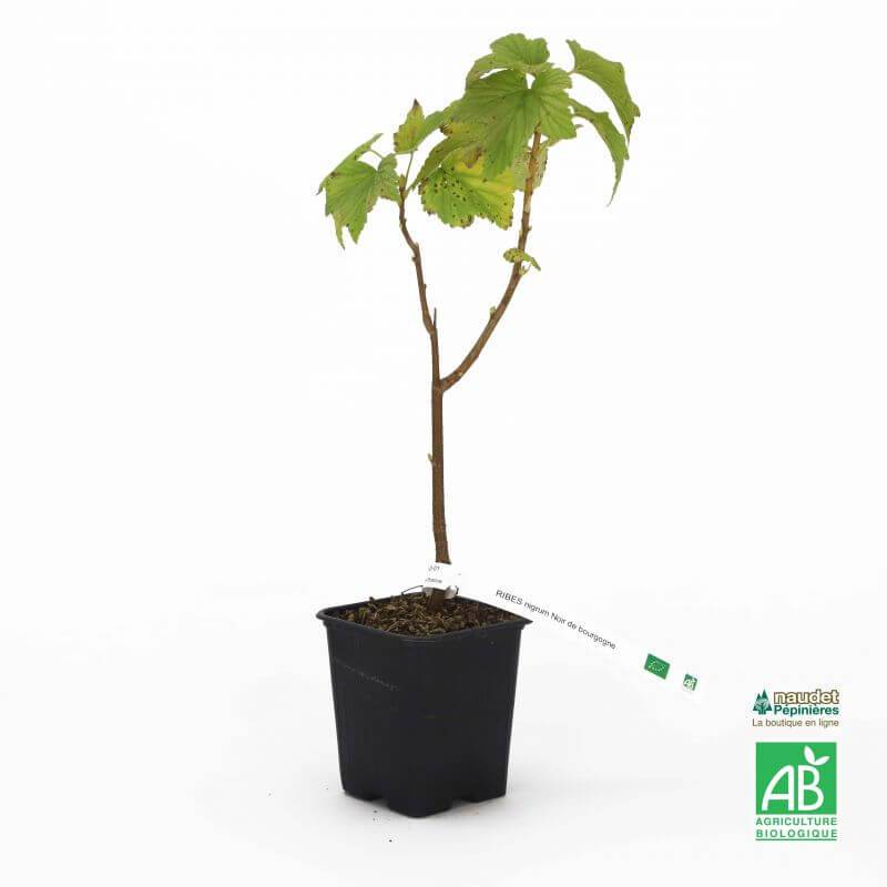 Cassis 'Noir de Bourgogne' BIO (Ribes nigrum 'Noir de Bourgogne') - Godet 9cm - Taille 20/40cm - Pépinières Naudet - Image 3