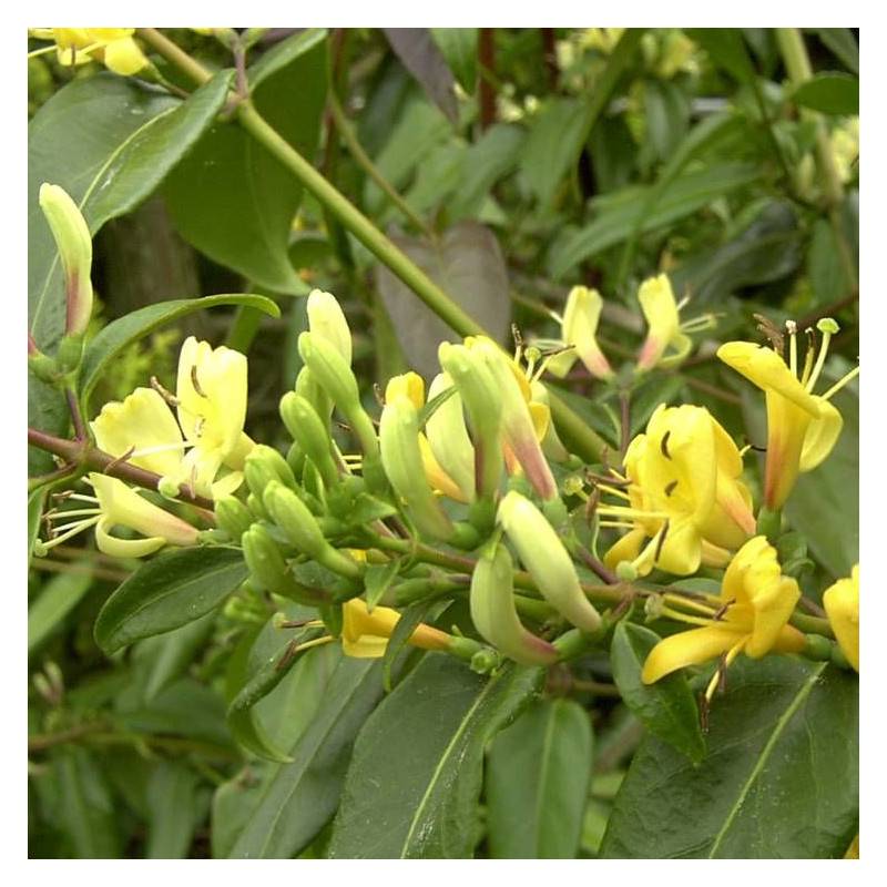 Chèvrefeuille Copper Beauty® à fleurs Jaune - feuillage Persistant - Godet - 5/20 cm- hauteur à maturité De 3,00 m à 5,00 m - Image 5