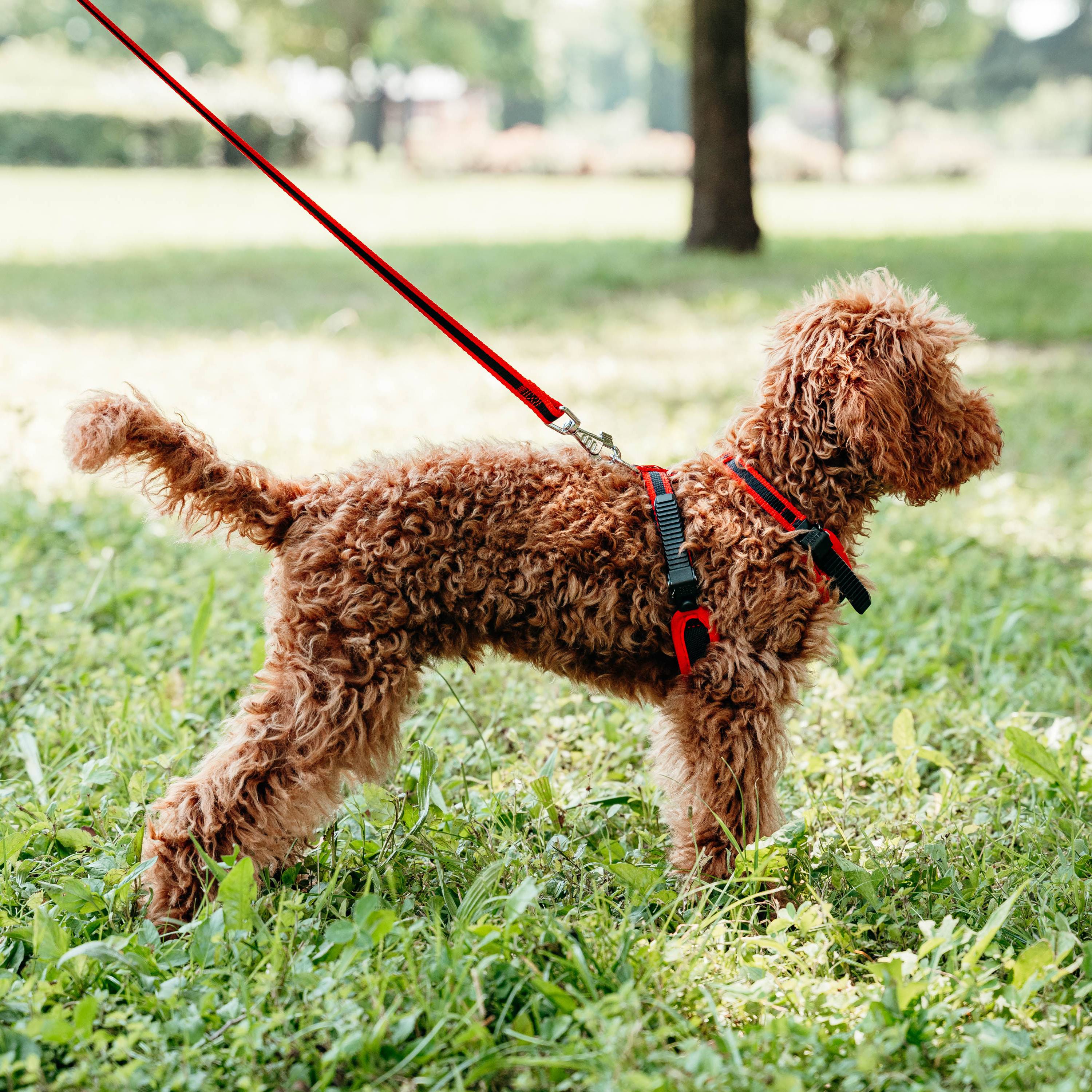 Ferplast - Ferplast Harnais pour chien petite taille ERGOCOMFORT EXTRA SMALL, Harnais pour chien réglable, Confortable, Rembourré, Fermeture double - Image 3