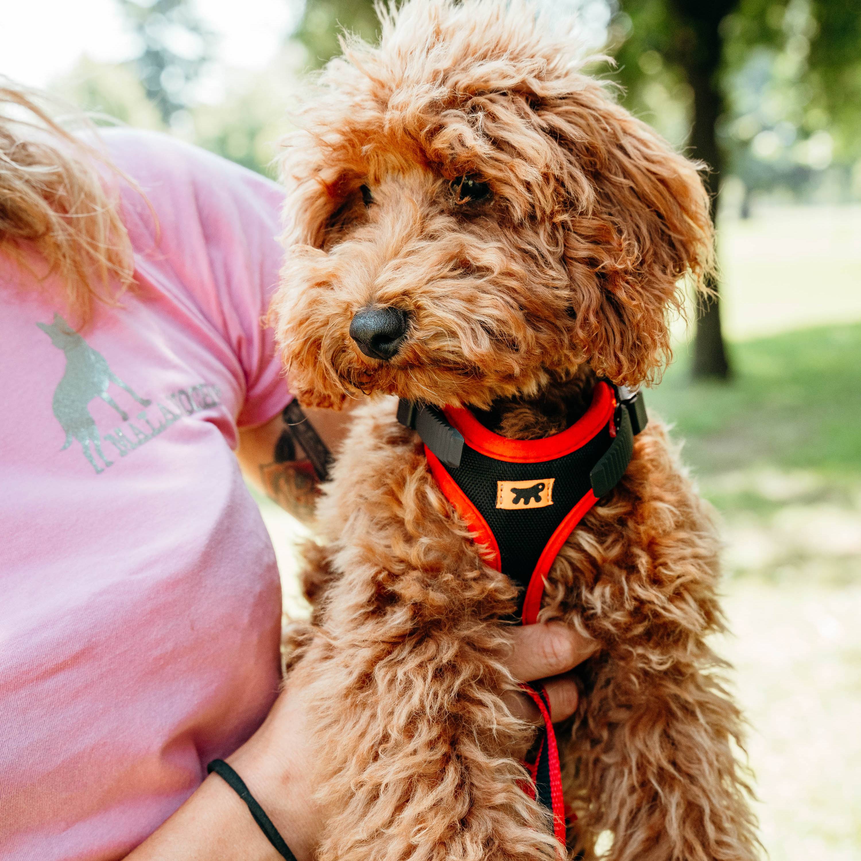 Ferplast - Ferplast Harnais pour chien petite taille ERGOCOMFORT EXTRA SMALL, Harnais pour chien réglable, Confortable, Rembourré, Fermeture double - Image 4