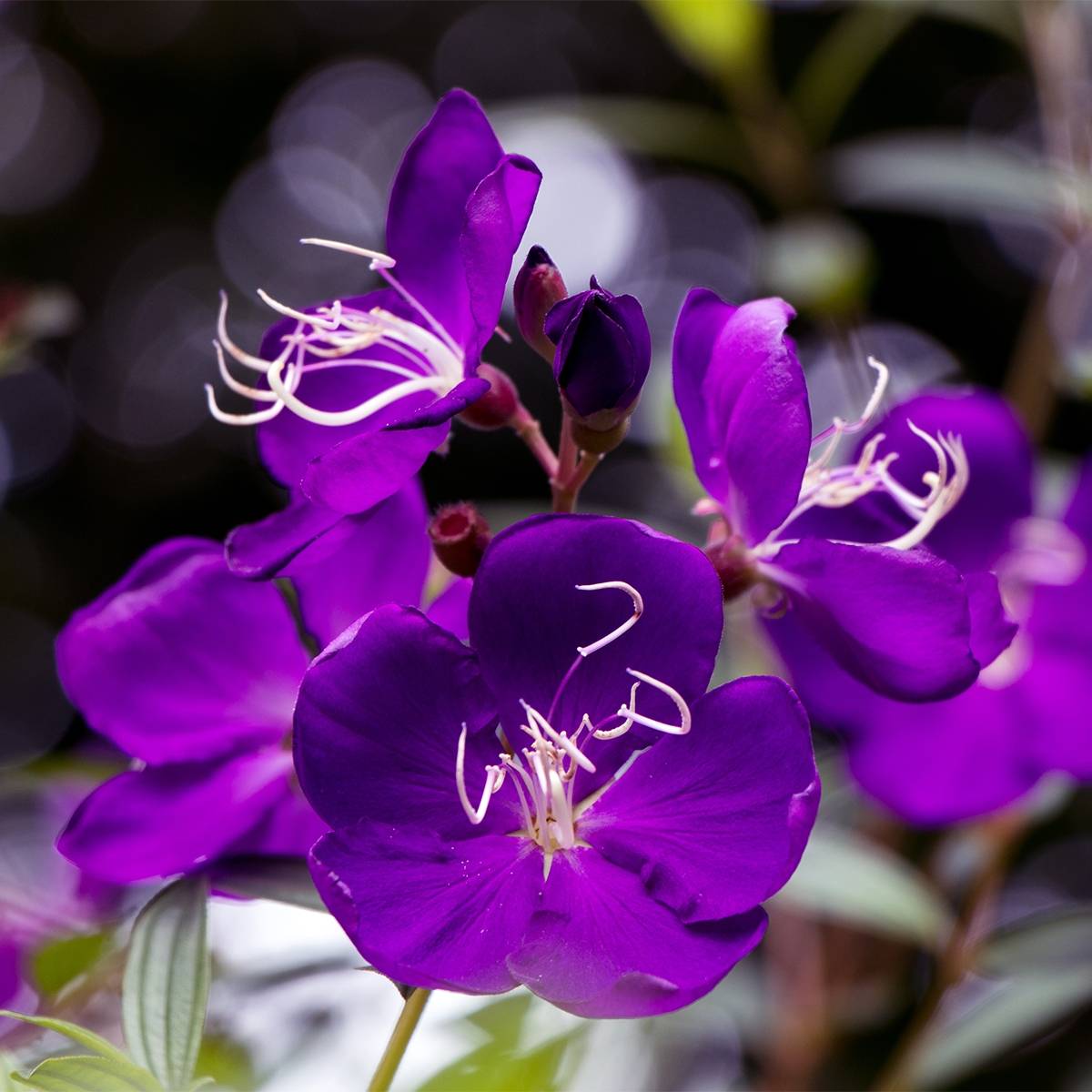 Promesse de Fleurs - Tibouchina semidecandra - Lasiandra Pot de 7,5L/10L