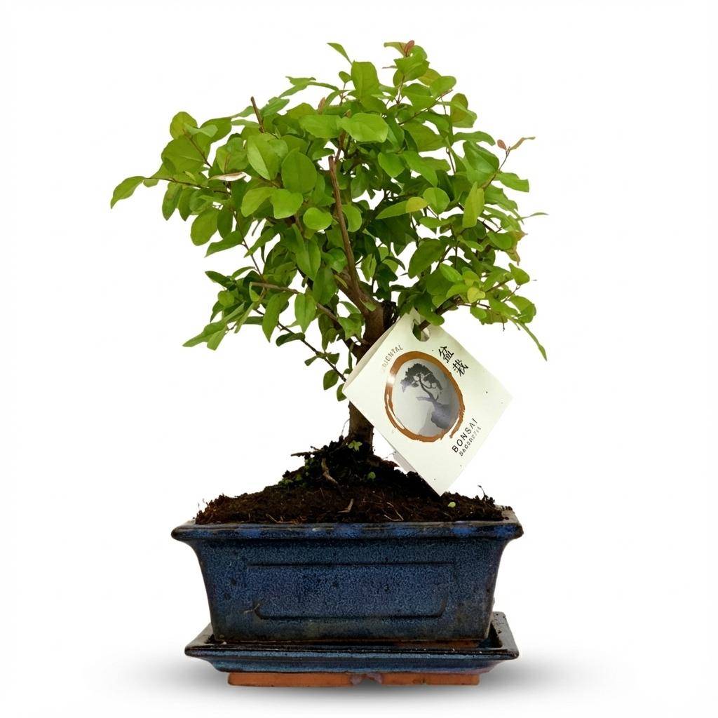 Bonsai Boule - Hauteur 25-30cm (céramique) - 1 plante - Plantes d'intérieur - Image 1