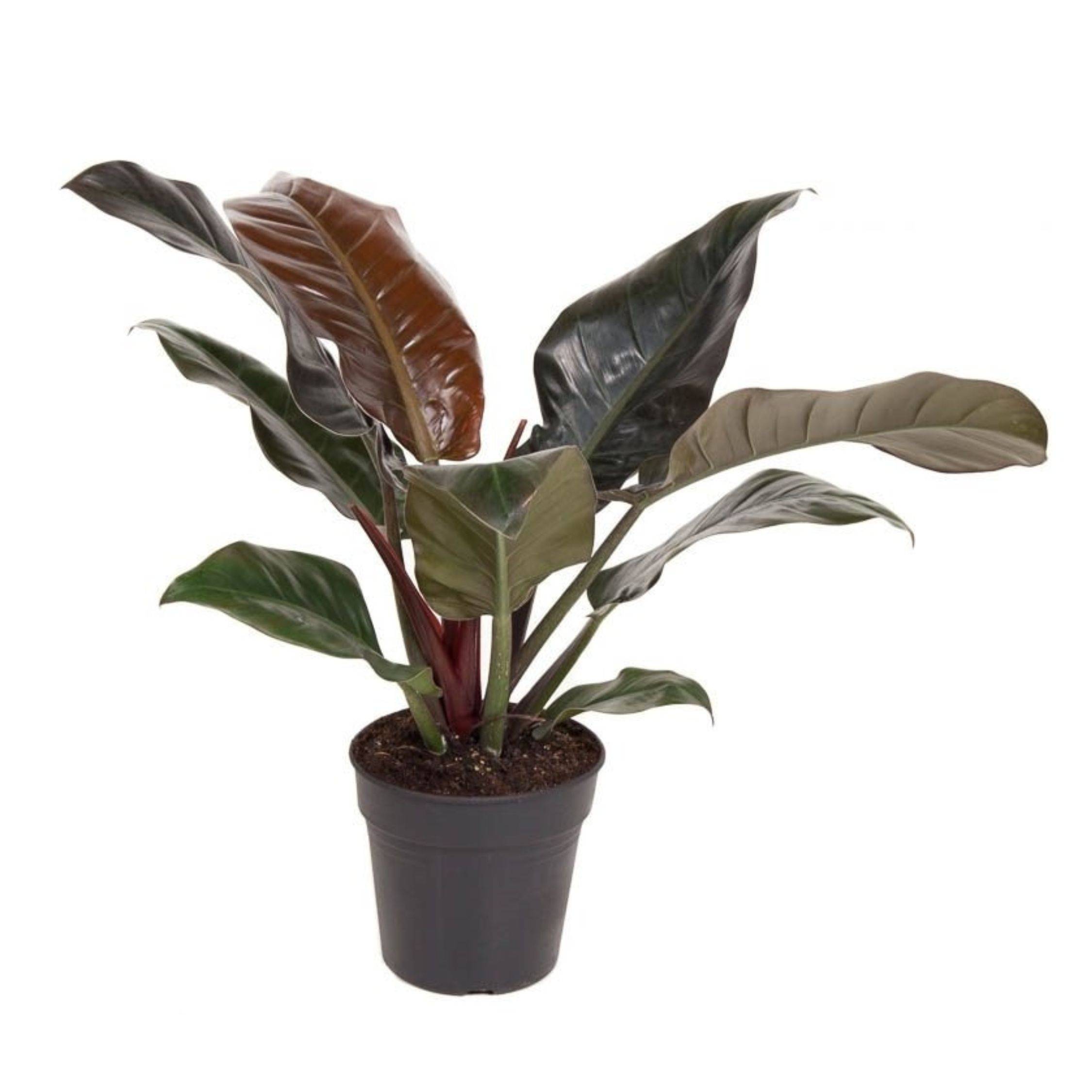 Plante verte - Philodendron 'Imperial Red' - Hauteur 50cm - ⌀19cm - Image 1