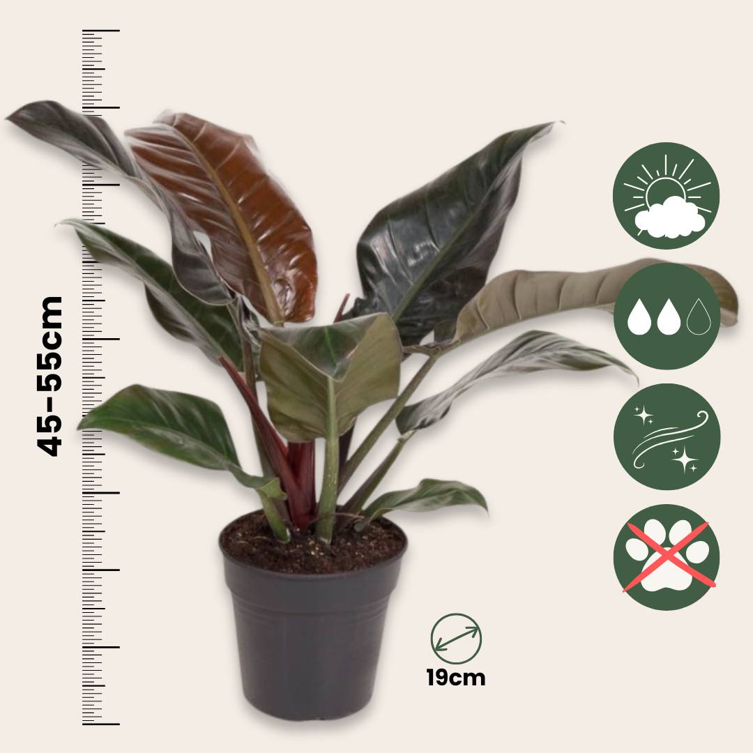 Plante verte - Philodendron 'Imperial Red' - Hauteur 50cm - ⌀19cm - Image 5