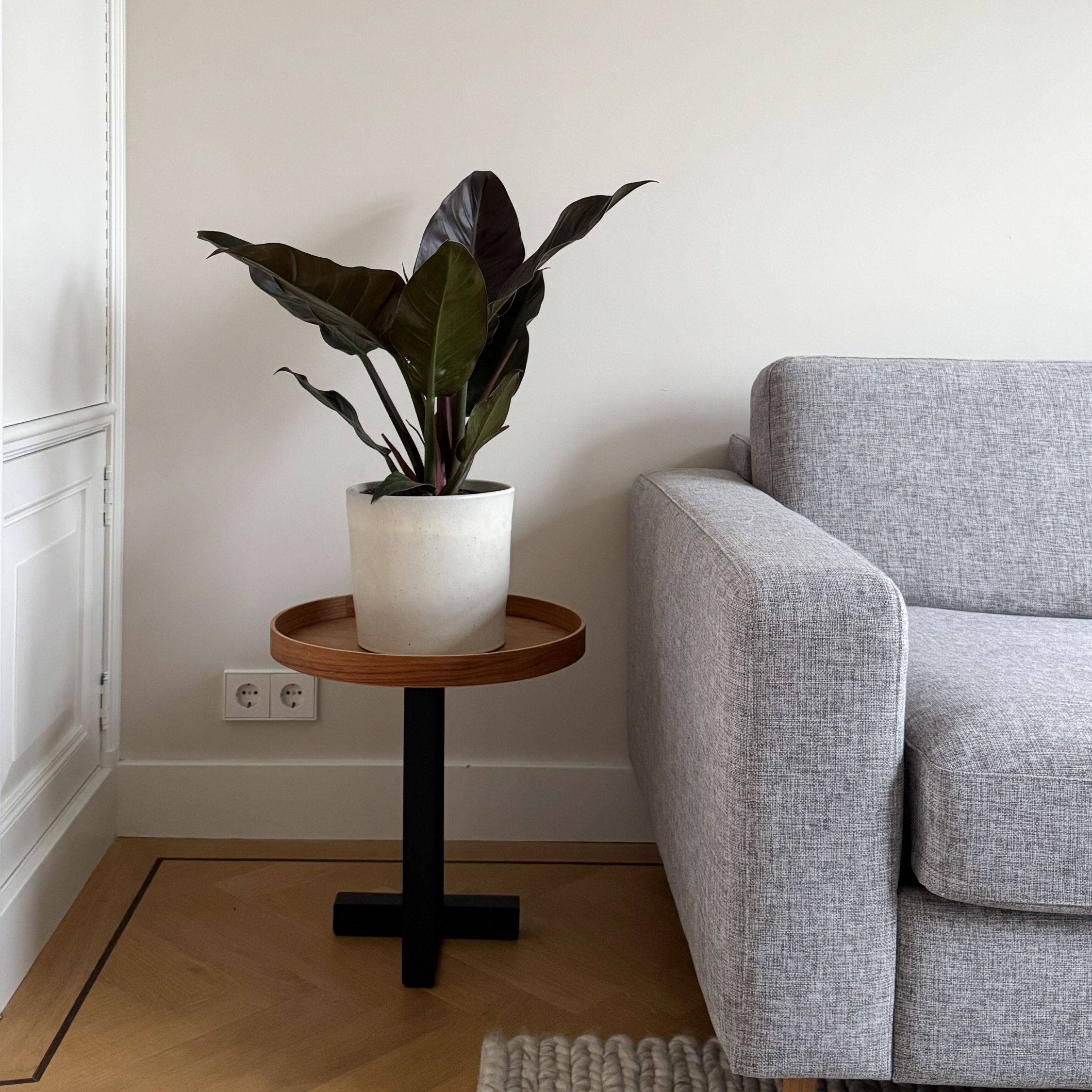 Plante verte - Philodendron 'Imperial Red' - Hauteur 50cm - ⌀19cm - Image 3