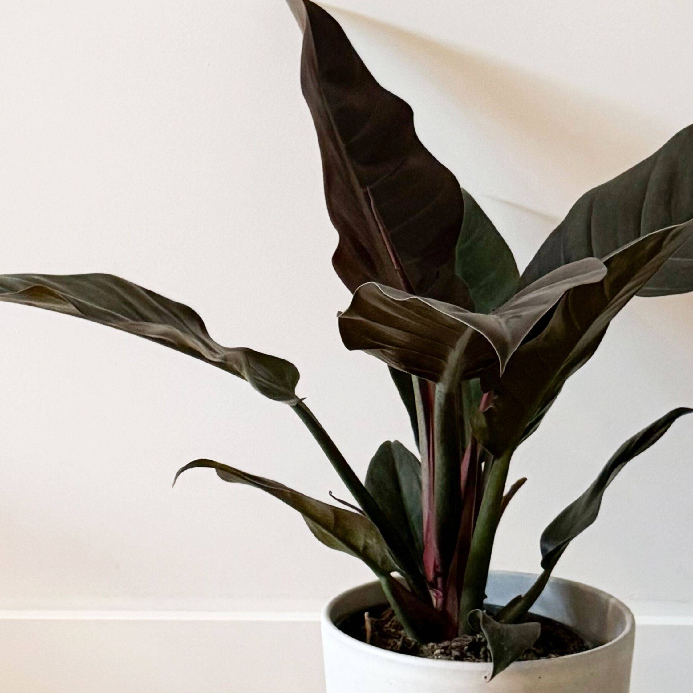 Plante verte - Philodendron 'Imperial Red' - Hauteur 50cm - ⌀19cm - Image 4