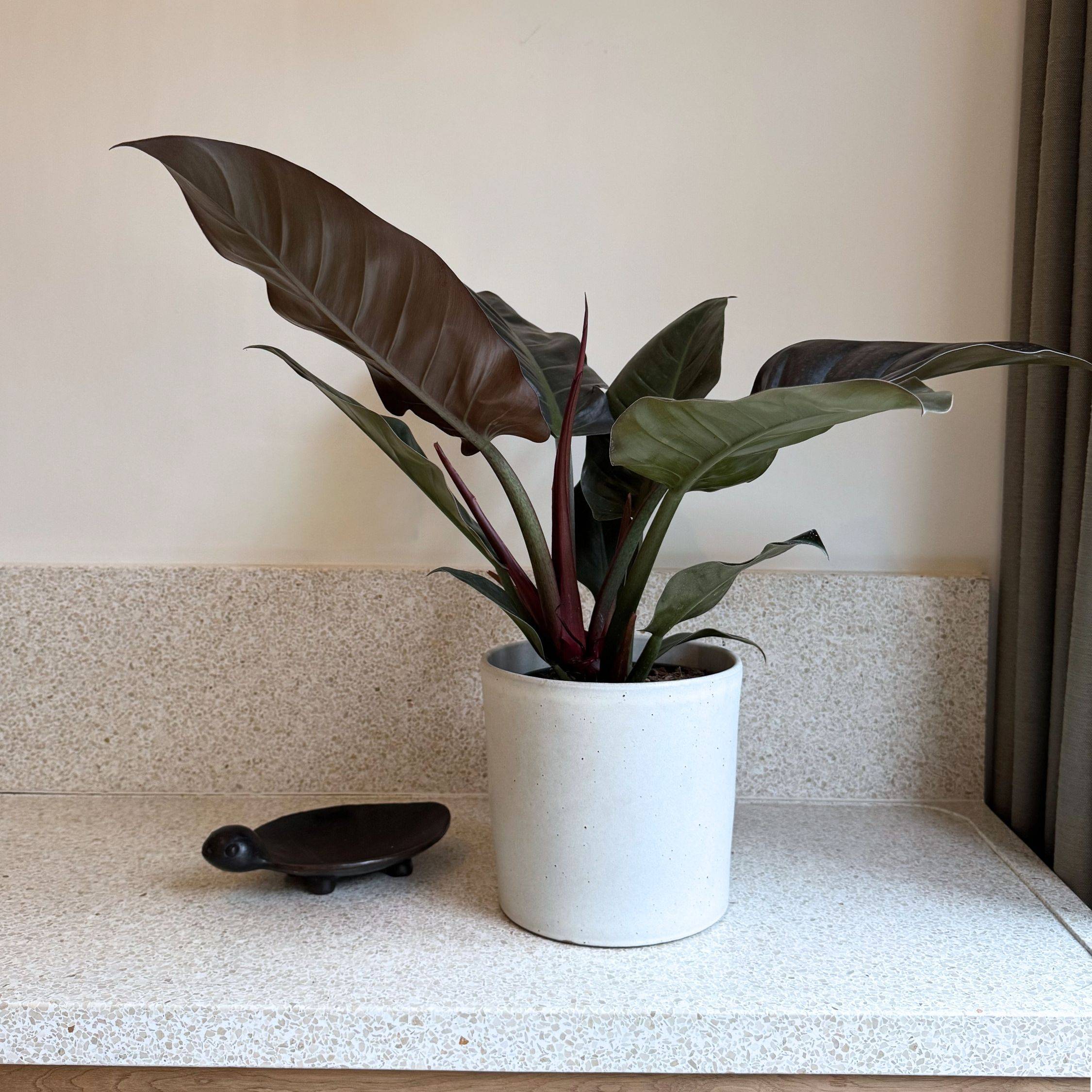 Plante verte - Philodendron 'Imperial Red' - Hauteur 50cm - ⌀19cm - Image 2