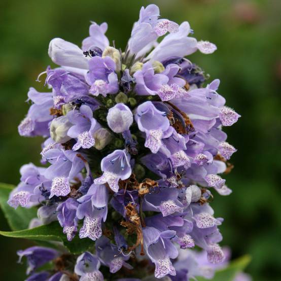 Promesse de Fleurs - Nepeta subsessilis - Chataire subsessile Godet de 8/9 cm