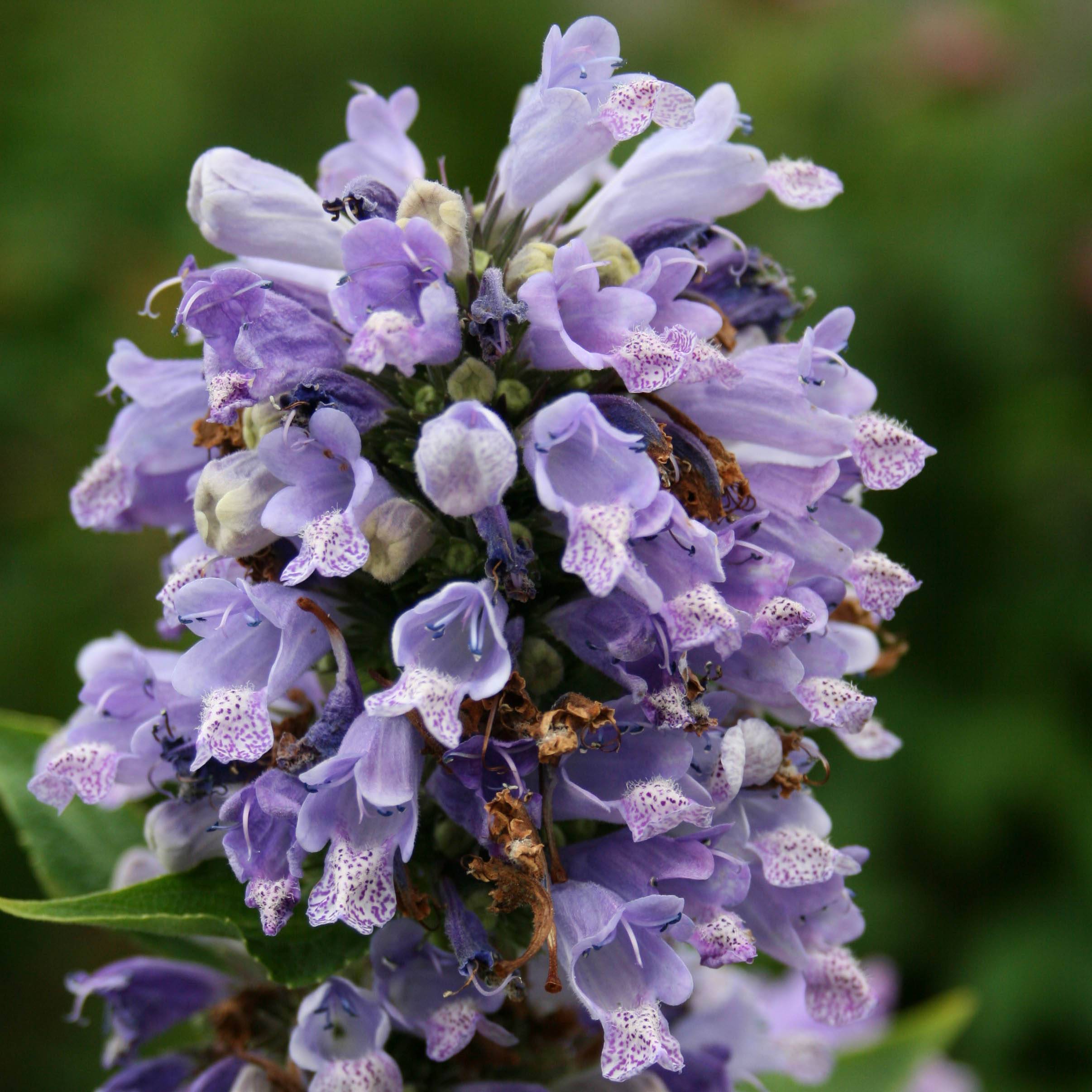 Promesse de Fleurs - Nepeta subsessilis - Chataire subsessile  Godet de 8/9 cm