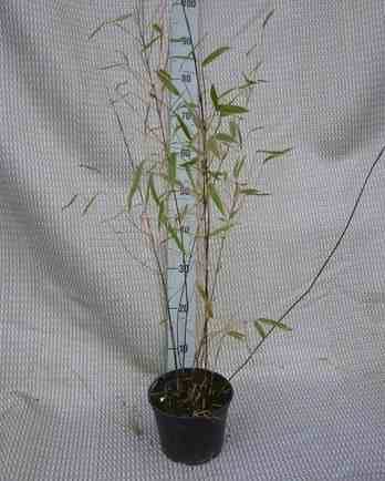 0 - Fargesia winter joy Pot de 10 litres - 120/140 cm - Image 1