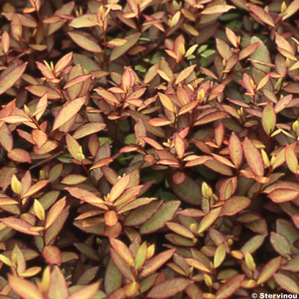 Promesse de Fleurs - Pseudowintera colorata - Drimys colorata Pot de 2L/3L - Image 1