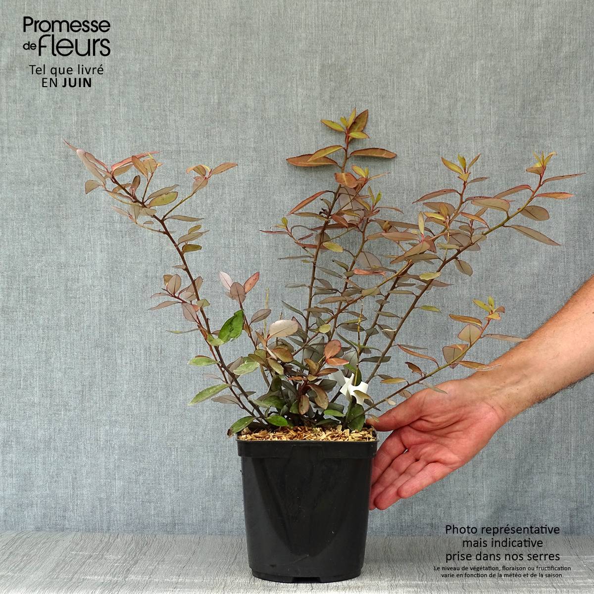 Promesse de Fleurs - Pseudowintera colorata - Drimys colorata Pot de 2L/3L - Image 2