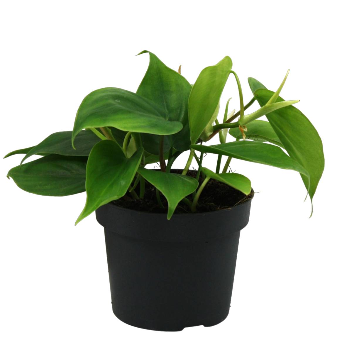 Philondendron Scandens 20cm - Plante d'intérieur- La Green Touch - Image 1