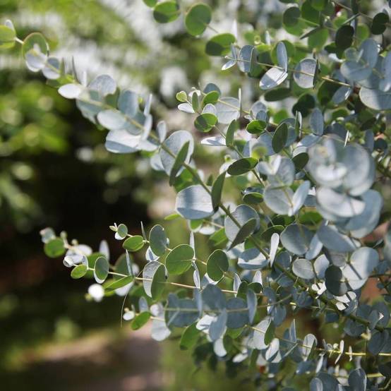 Eucalyptus Silverana®, Gommier cidre - Pot de 5L - 80/100 cm - Image 6