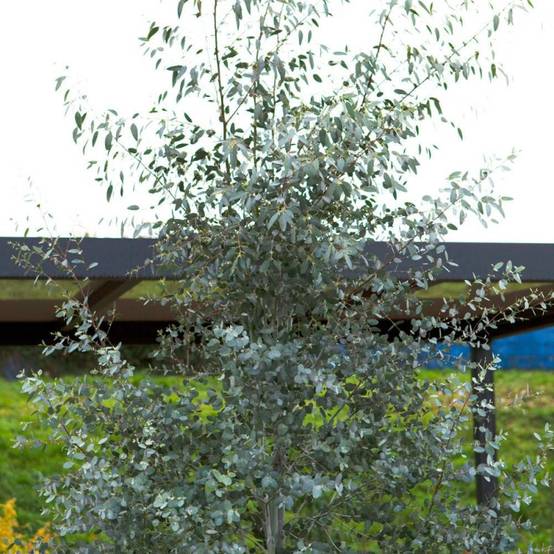 Eucalyptus Silverana®, Gommier cidre - Pot de 5L - 80/100 cm - Image 1