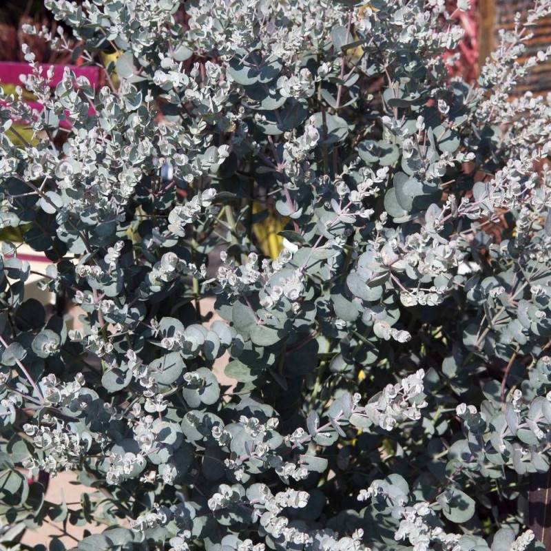 Eucalyptus Silverana®, Gommier cidre - Pot de 5L - 80/100 cm - Image 7