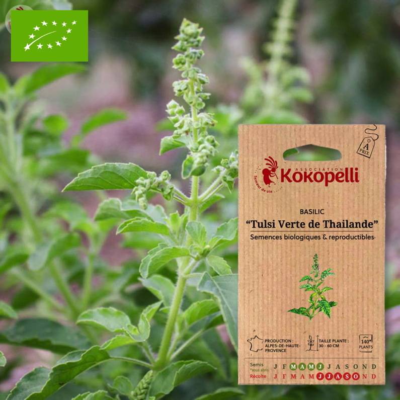 Association Kokopelli - Basilic Tulsi Verte de Thailande- Graines bio à semer - Image 1