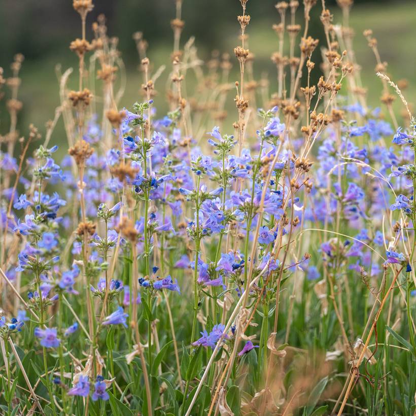 Promesse de Fleurs - Penstemon virens - Galane Godet de 8/9 cm