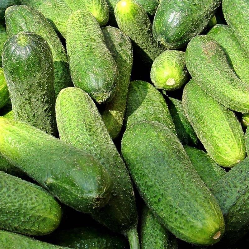 Cornichon Vert Petit de Paris en plants Pot de 10 cm/11cm