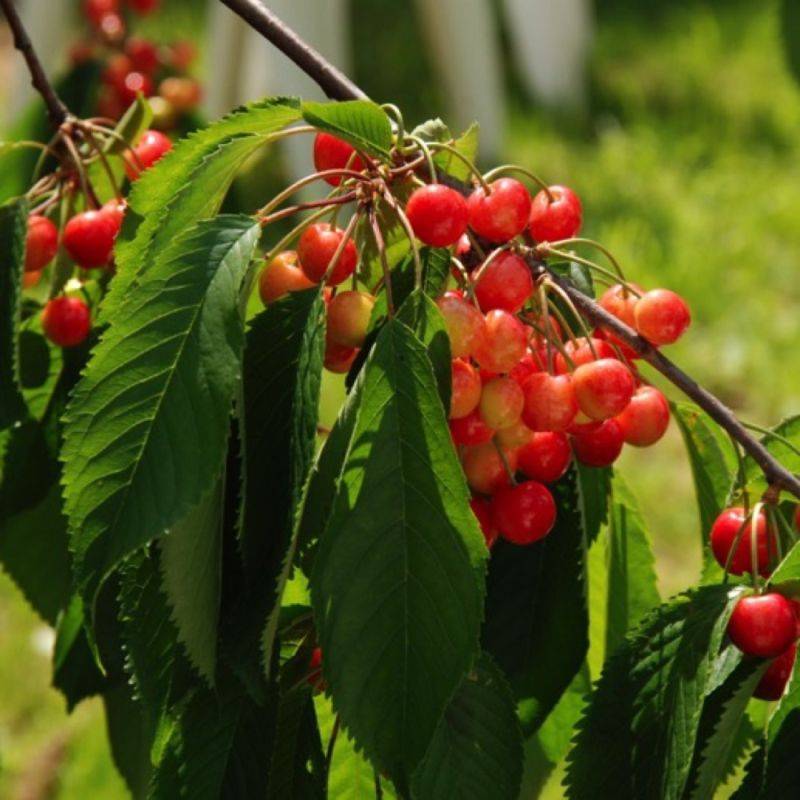 Cerisier bigarreau 'Lapins' (Prunus avium 'Lapins') - Scion de 100 à 150cm - Pépinières Naudet - Image 1