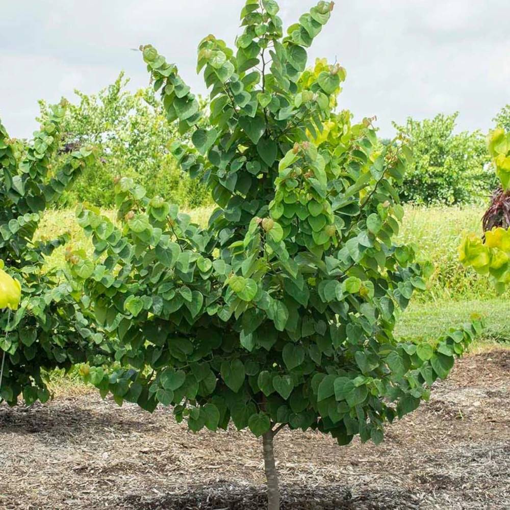 Cercis du Canada Garden Gems® Emerald 'NC2014-5', Arbre de Judée, Gainier du Canada à fleurs Rose/ - feuillage Caduc - Pot de 7,5L - Baliveau - Image 1