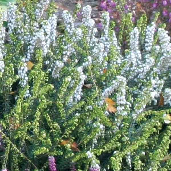Erica x darleyensis Winter Belles Katia - Bruyère d'hiver Pot de 1L/1,5L