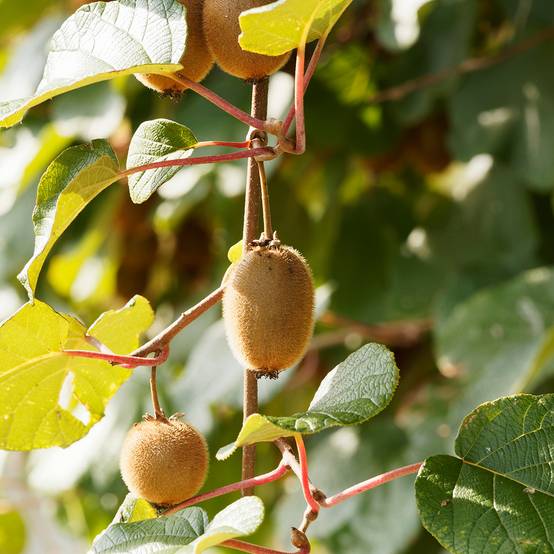 Promesse de Fleurs - Kiwi Petite Homme (femelle) - Actinidia deliciosa Pot de 2L/3L