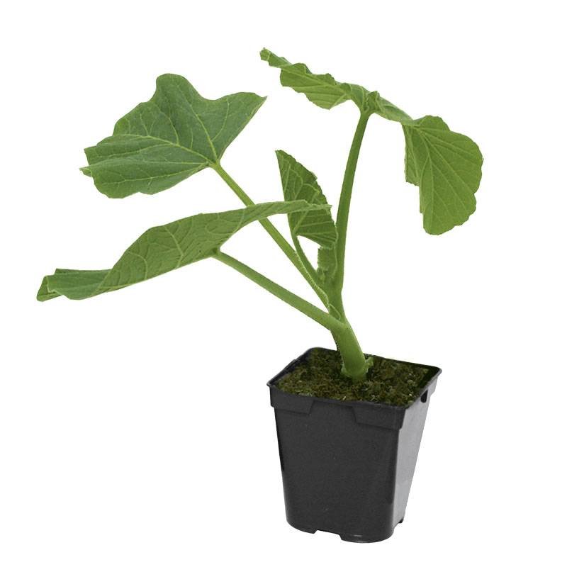 Plant de potiron rouge vif d'etampes pot 0,5 l - Image 2