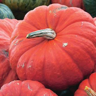 Plant de potiron rouge vif d'etampes pot 0,5 l - Image 1