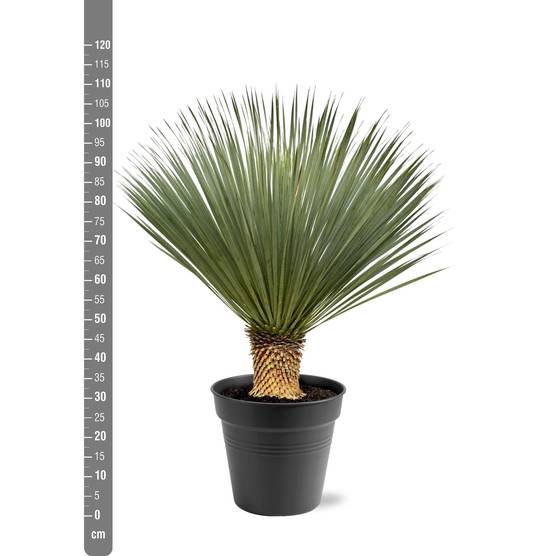 Yucca Rostrata - D40 H120cm - Image 2