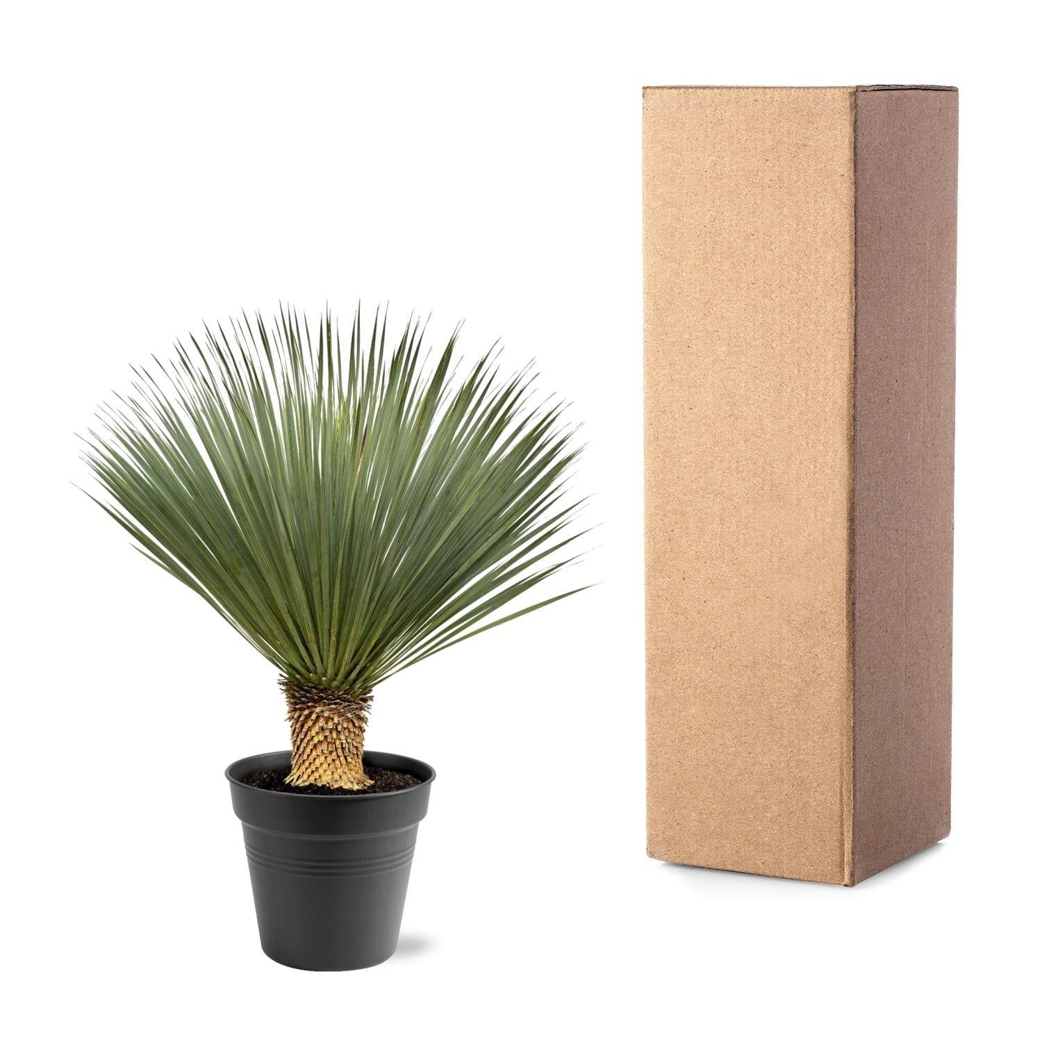 Yucca Rostrata - D40 H120cm - Image 4