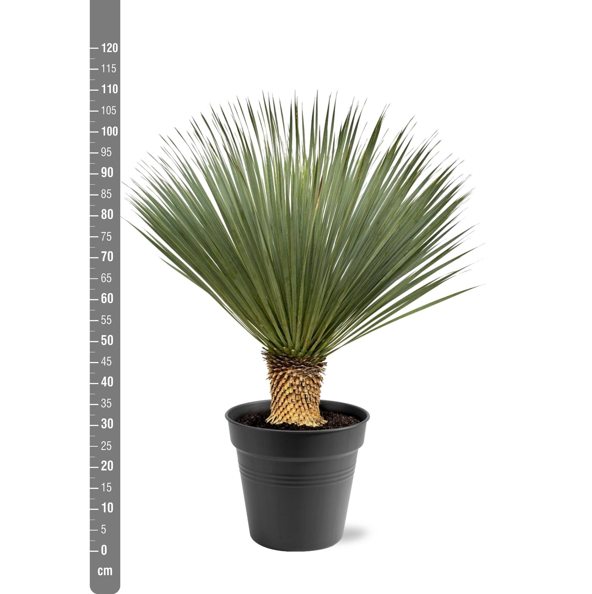 La Green Touch - Yucca Rostrata - D40 H120cm - Image 2