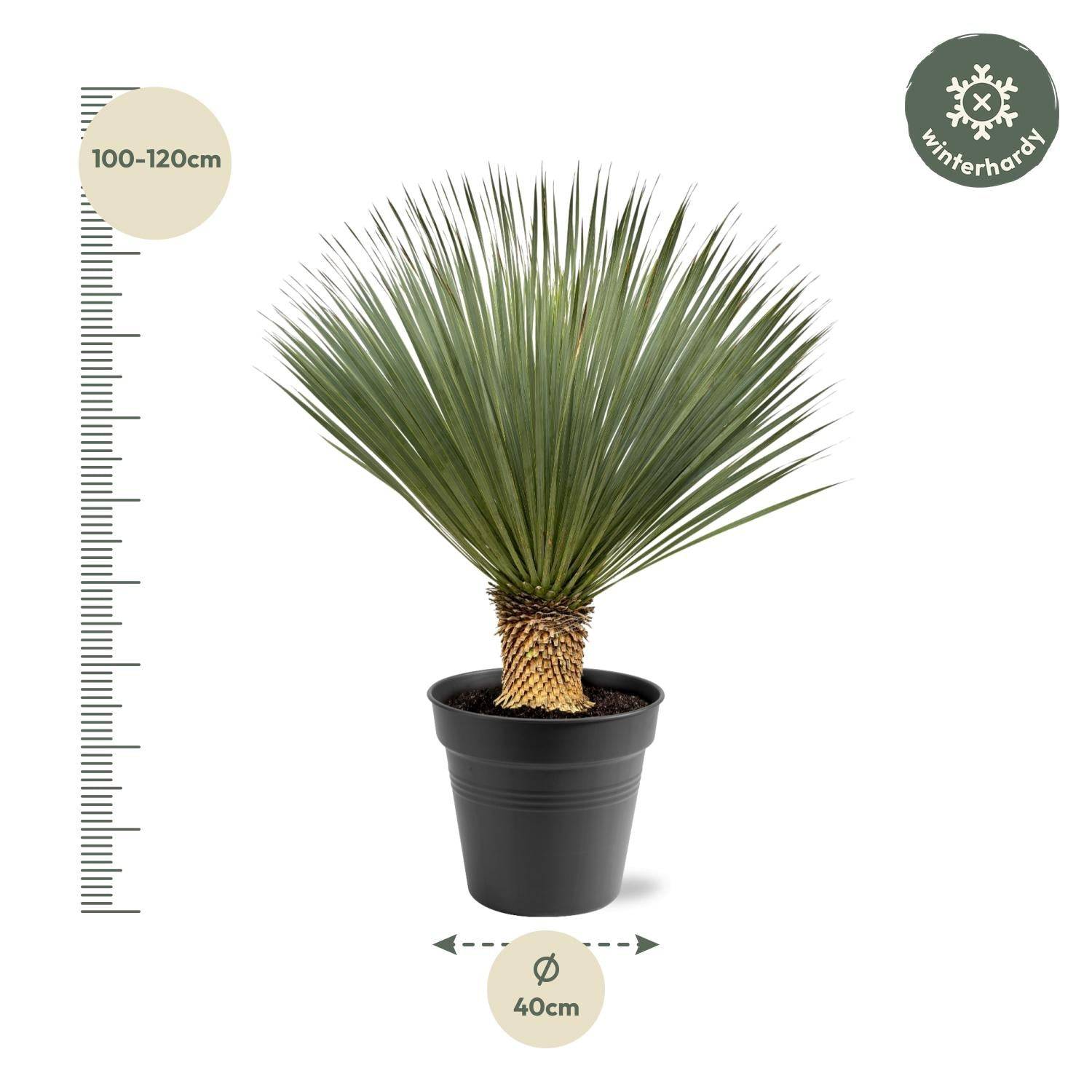 La Green Touch - Yucca Rostrata - D40 H120cm - Image 5