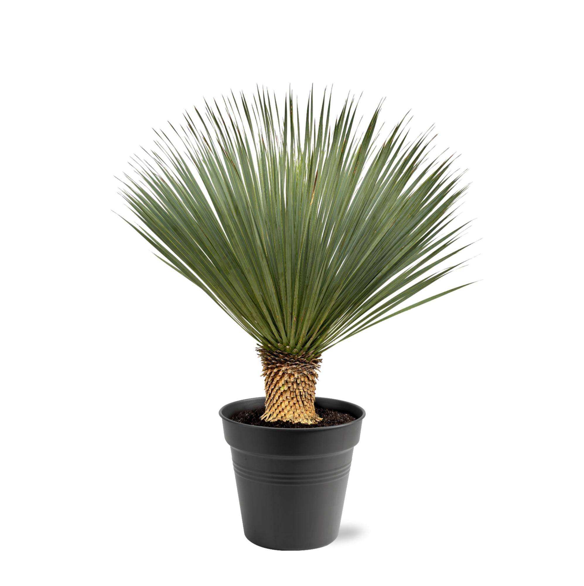 Yucca Rostrata - D40 H120cm - Image 1