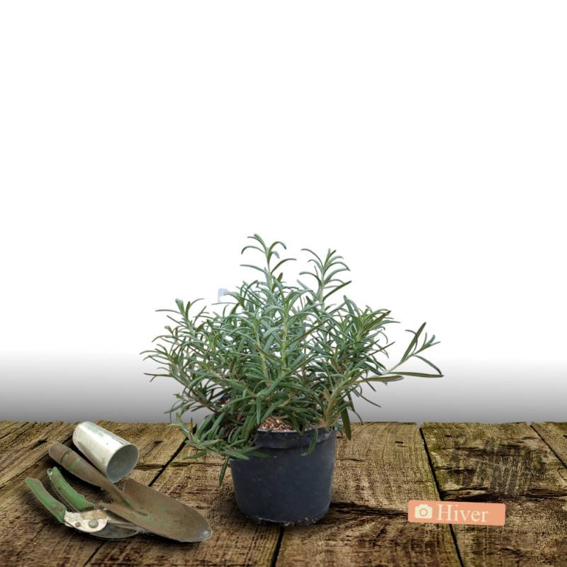 Romarin officinal à fleurs Bleue - feuillage Persistant - Pot de 3L - 20/40 cm- hauteur à maturité De 0,50 m à 1,00 m - Image 4