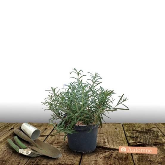 Romarin officinal à fleurs Bleue - feuillage Persistant - Pot de 3L - 20/40 cm- hauteur à maturité De 0,50 m à 1,00 m - Image 2