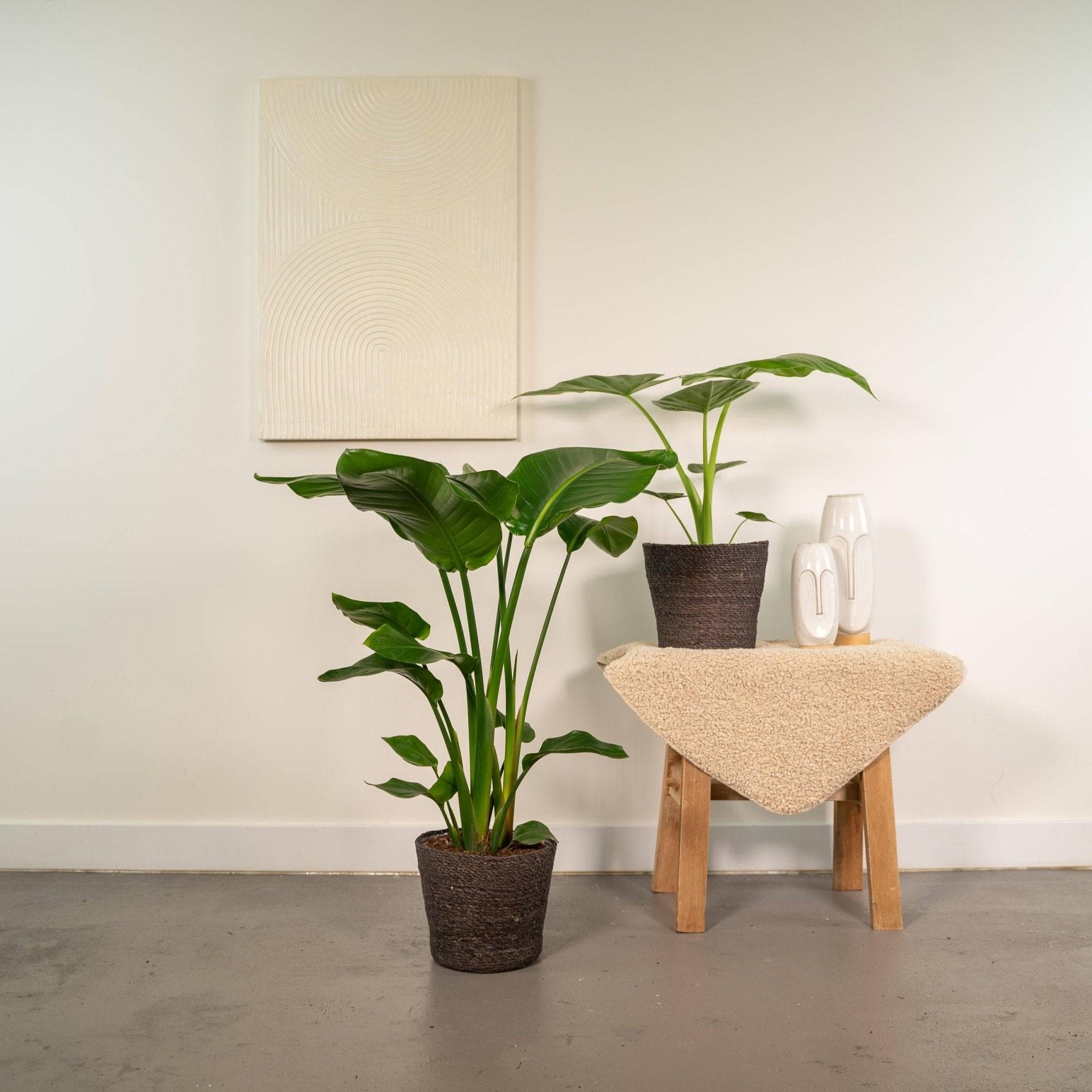 La Green Touch - Strelitzia Nicolai - H80cm - Image 2