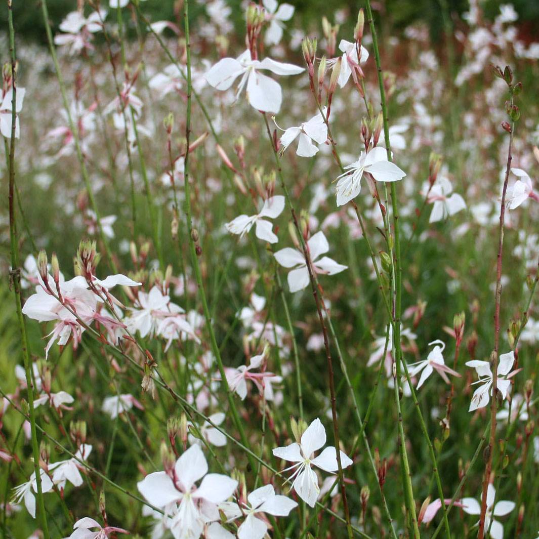 Gaura lindheimeri Blanche - Gaura de Lindheimer  Godet de 7/8 cm