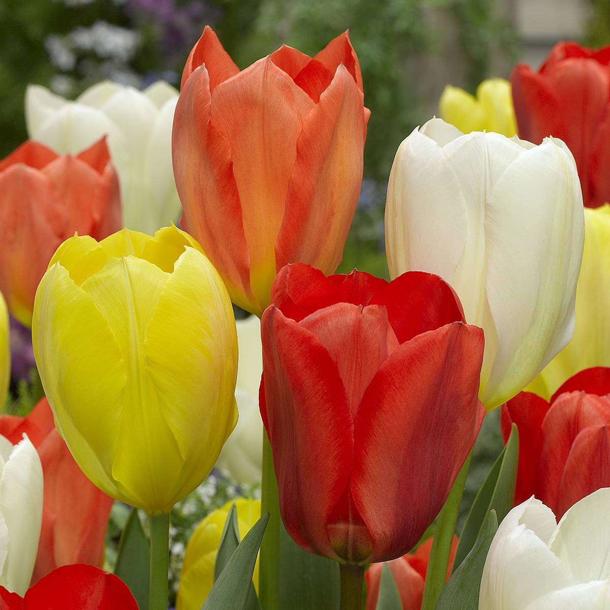 Promesse de Fleurs - Tulipes fosteriana en mélange Bulbe calibre 12+ (par 10)