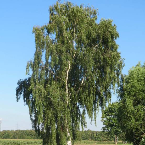 Betula pendula (alba, verrucosa) Pot de 18L/20L - Image 1