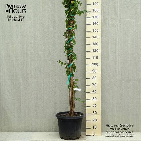 Betula pendula (alba, verrucosa) Pot de 18L/20L - Image 2