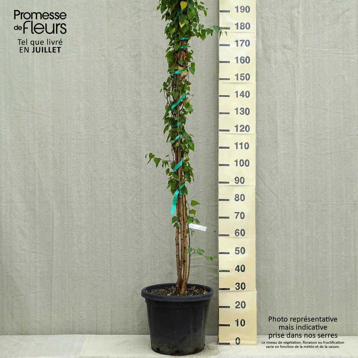 Betula pendula (alba, verrucosa) Pot de 18L/20L - Image 2