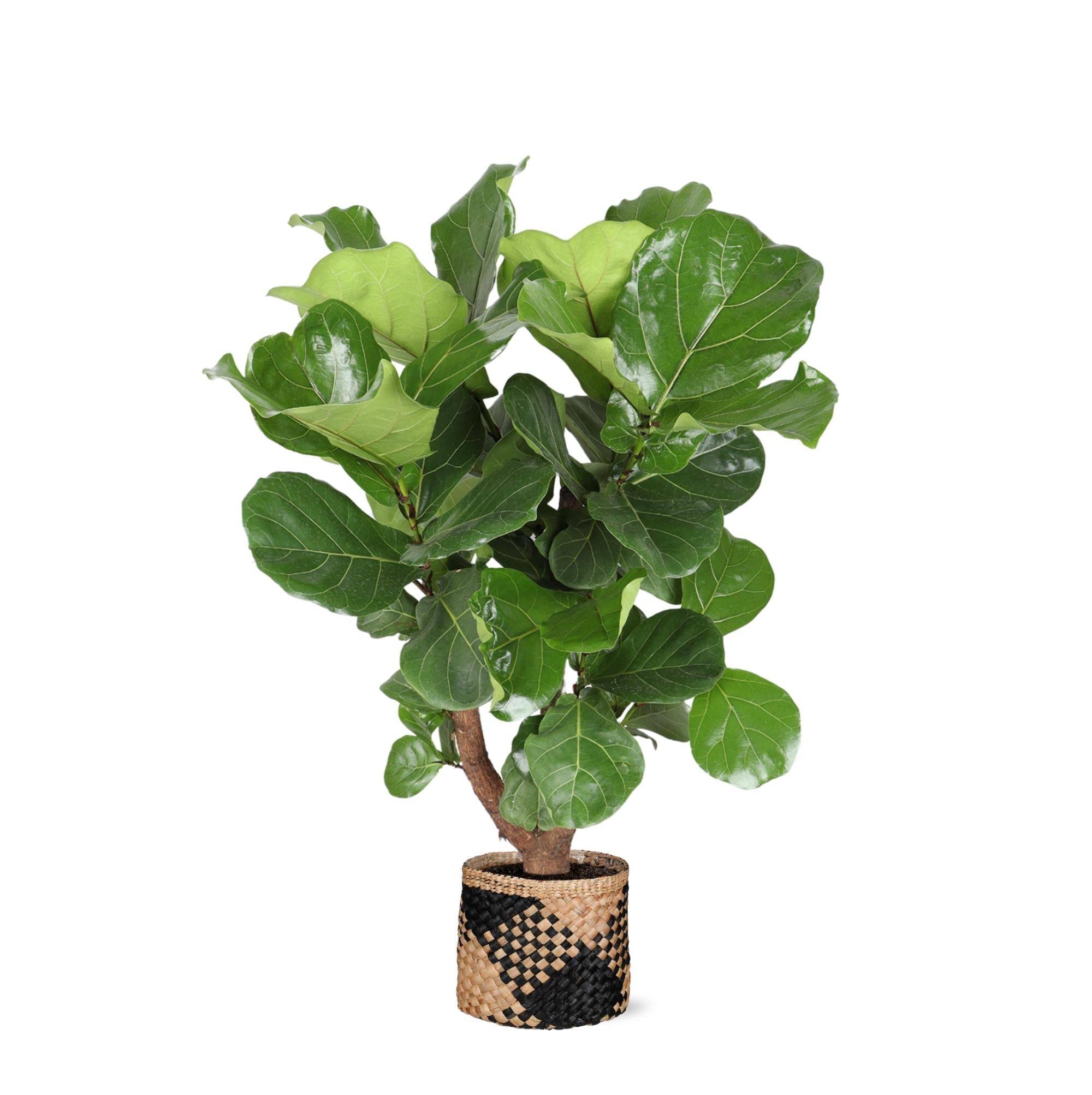 La Green Touch - Ficus Lyrata et son pot- La Green Touch Panier naturel Noir - Hauteur 130cm