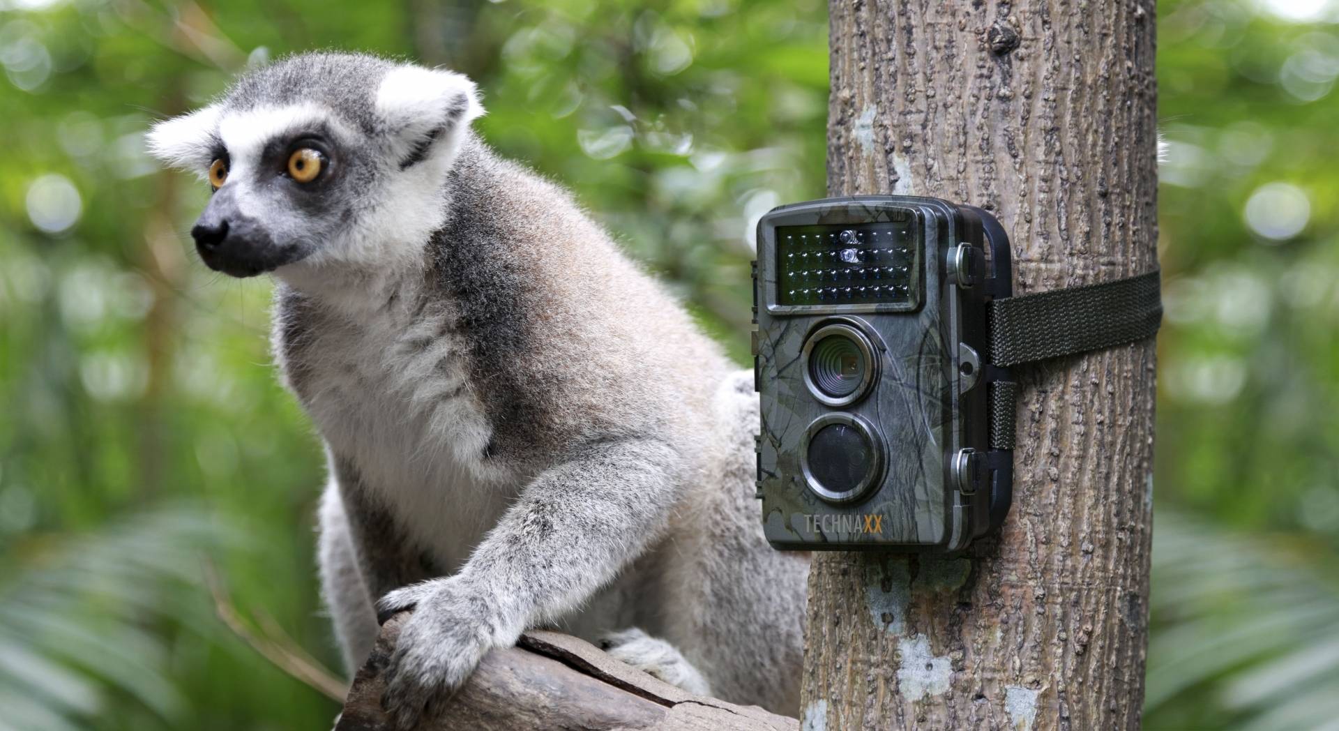 TECHNAXX - CAMERA DE SURVEILLANCE NATURE FULL HD TX-69 - Image 3