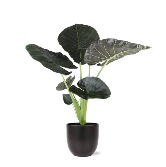 Alocasia Regal Shield et son pot- La Green Touch Noir - Hauteur 110cm