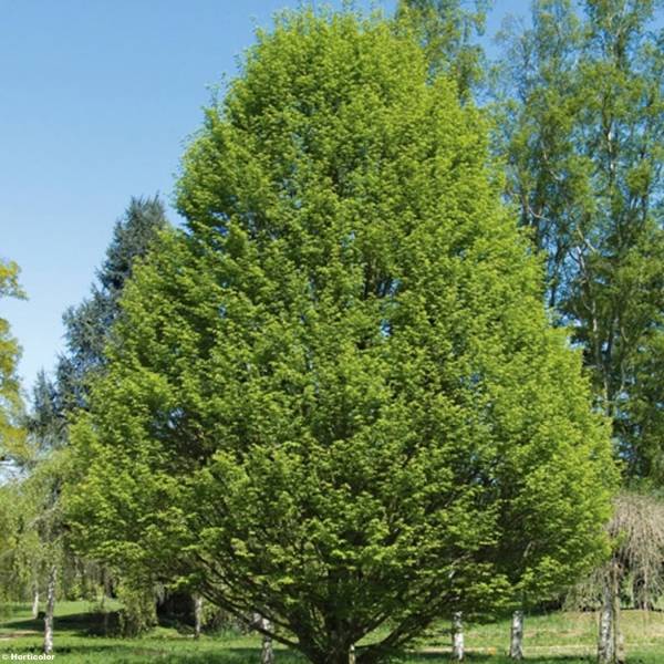 Carpinus betulus Fastigiata - Charme fastigié Petites Racines nues