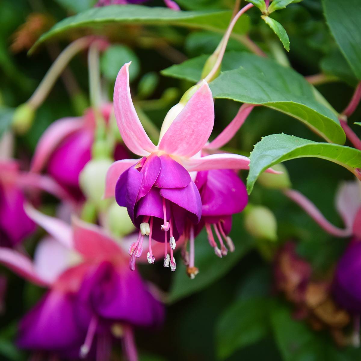Fuchsia Bella Faya Mini-motte Ø 3/4 cm (par 5)